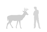 white-tailed-deer_size